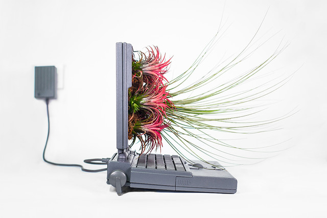 plante-computer-1